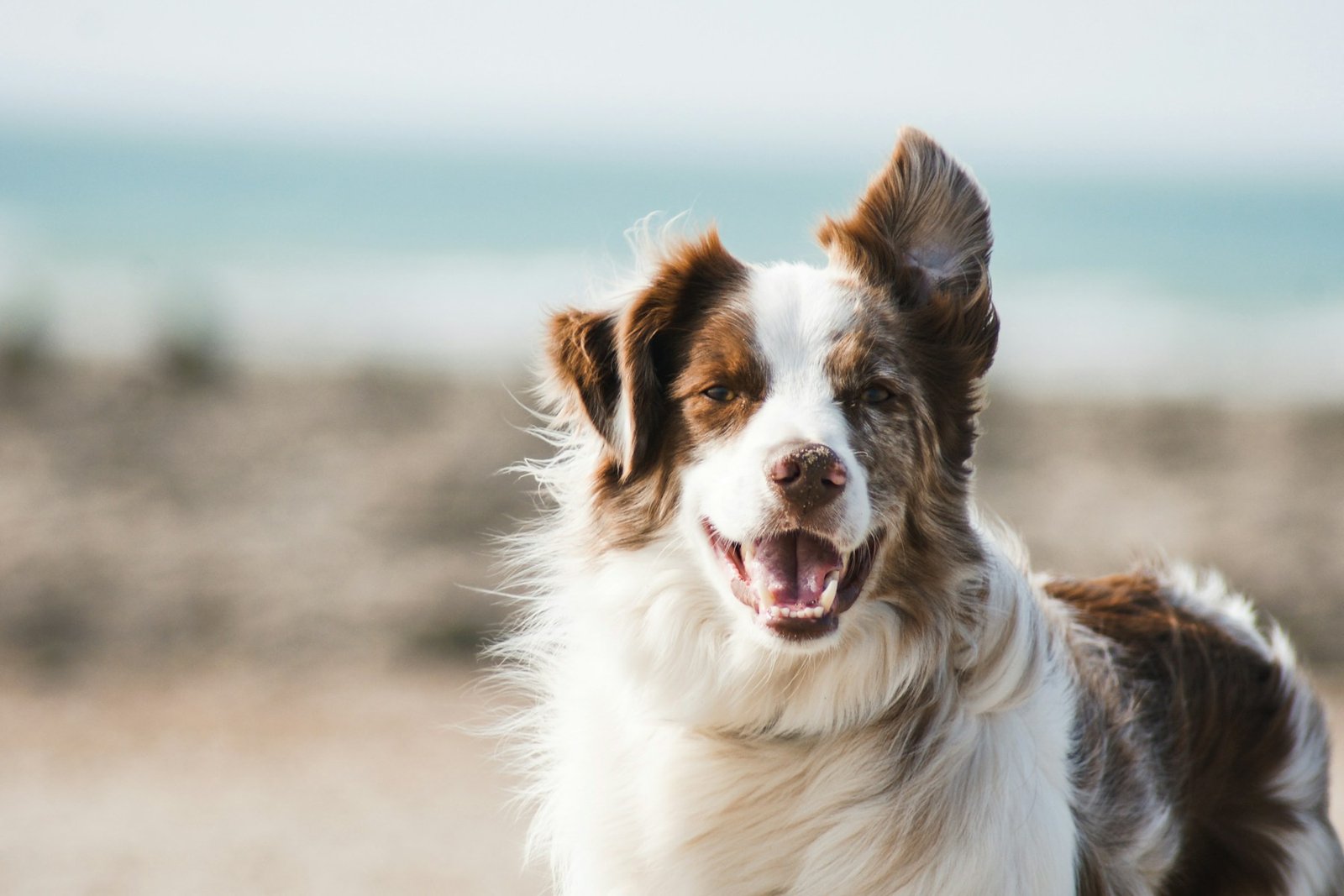 A beloved pet in a peaceful setting